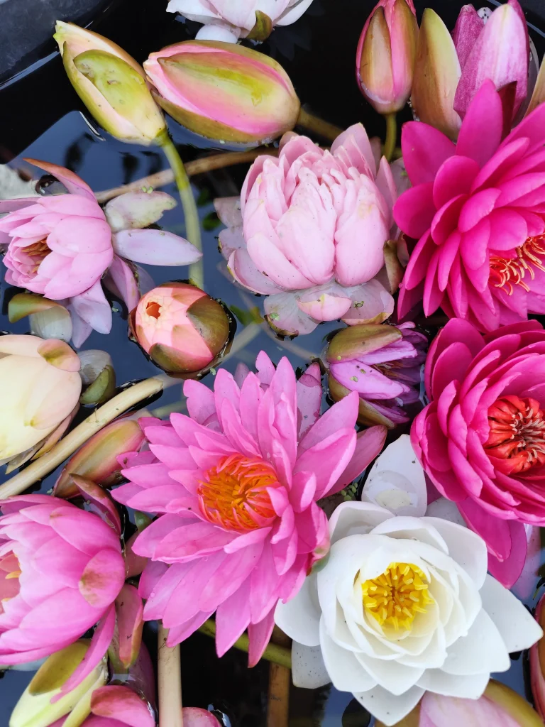 Journée des plantes 2026