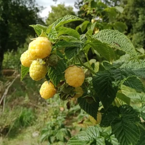 La forêt Jardin du Robin