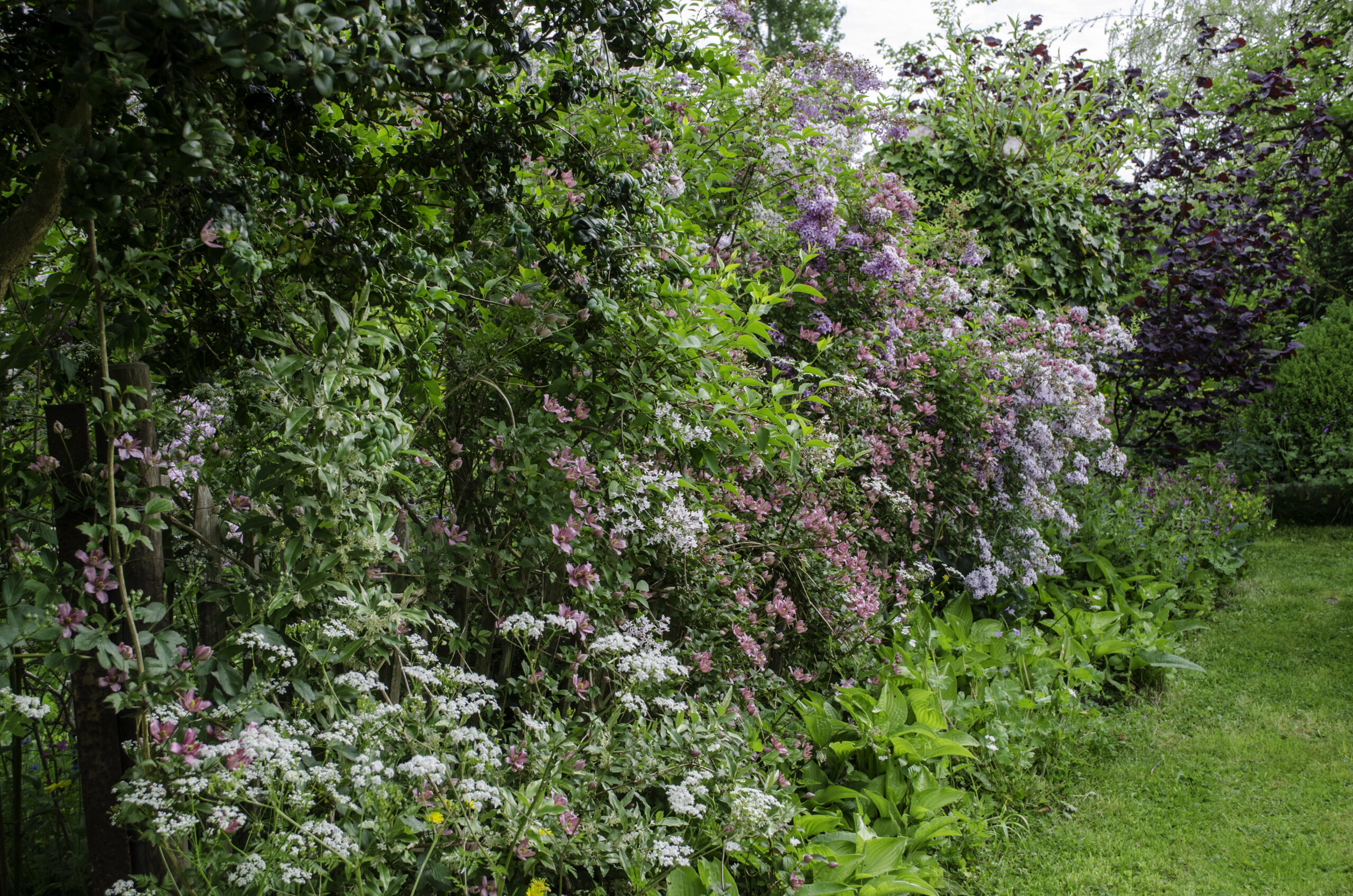 <p><strong>Didier Willery</strong> est connu comme un « dingue de plantes » depuis son best-seller éponyme paru en 2016, qui lui a valu le Grand Prix Redouté. Jardinier et conseiller botanique depuis 40 ans, il plante, teste et photographie de nombreuses plantes chez lui et dans d’autres jardins, il transmet ses connaissances botaniques au travers d’articles de presse, de conférences et de livres. Didier Willery distille ses conseils pour choisir, composer, planter et entretenir sa haie.</p>