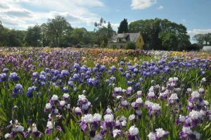 Jardin d'Iris de Bubry