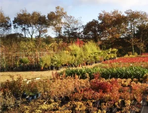 Pépinière du vieux bourg